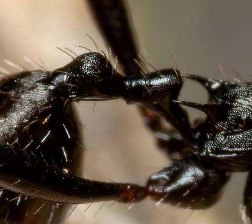 Aphaenogaster senilis